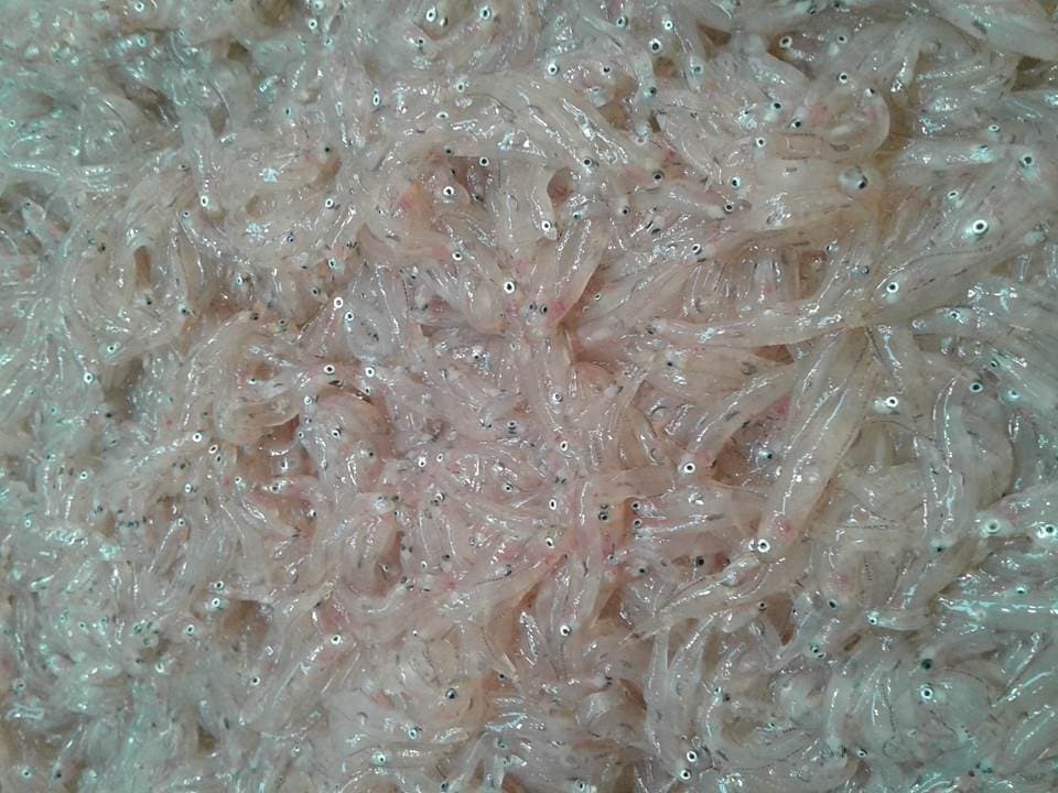 Raoles de jonquillo (chanquete)